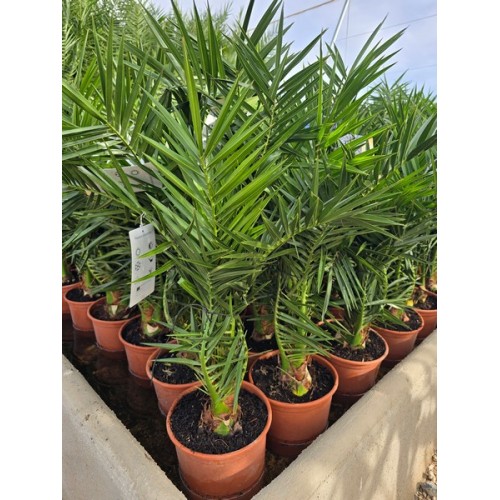 Phoenix canariensis  extra 5 lt -5*/-8*